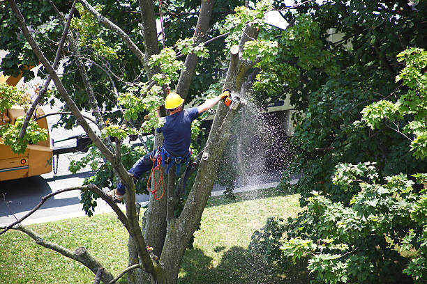 How Our Tree Care Process Works  in  Wanchese, NC